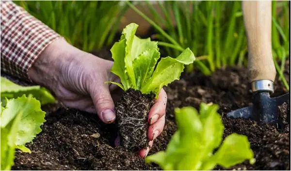 Зеленчук кој се сее директно во земја во април: За 1 месец ќе ви ги даде првите плодови