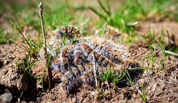 БОРОВИОТ ЧЕТНИК ЈА НАПАДНА ШУМАТА ВО КОЧАНСКИТЕ ПРИГРАДСКИ НАСЕЛБИ, ЖИТЕЛИТЕ БАРААТ СЕЧА