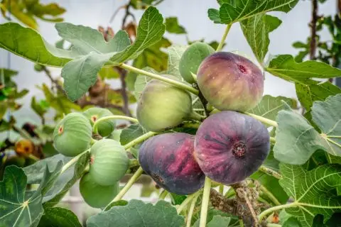 Смоквата не е безбедна за садење близу домот