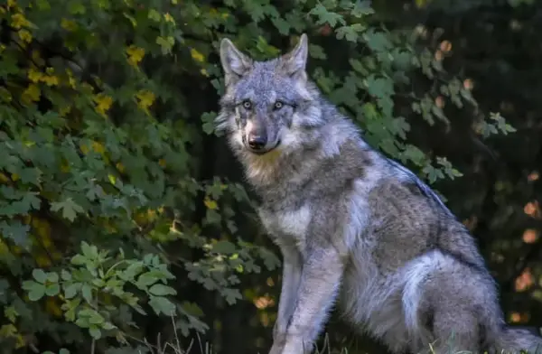 На „условна слобода“ е пуштен волкот, кој изгриза жена во Хамбург- ќе го надгледуваат експерти 
