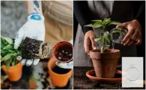 Совети од градинарот „Цветко“: Чекор по чекор до здраво коренче