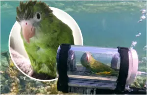 ВИДЕО | Вирален хит – папагал нурка на Бахамите во персонализирана мини подморница