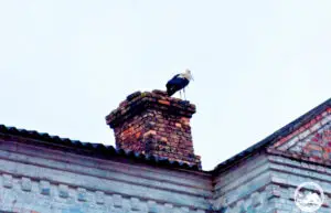 ФОТО | По 20 години белите штркови повторно се гнездат во центарот на Чернобил