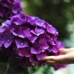 Како правилно да ги негувате хортензиите за да цветаат цело лето