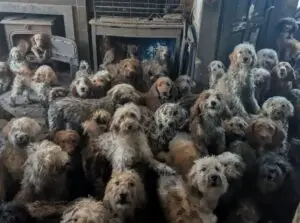 ФОТО | Не е вештачка интелигенција, туку реалност – над 250 кучиња пронајдени во куќа, во шокантни услови во Британија