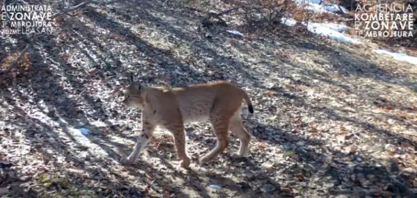 Балканскиот рис повторно фотографиран во Националниот парк “Шебеник”