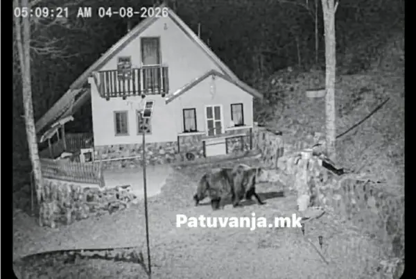 Голема мечка се спушти до куќите во селото Горна Белица