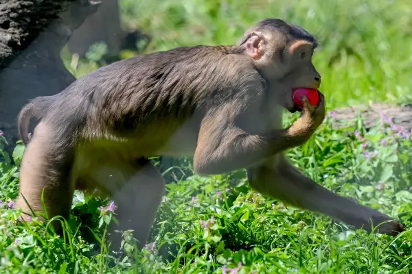 Велигден во ЗОО: Мајмуни, лемури и слон во потрага по велигденски јајца