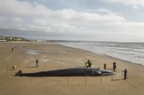 Кит долг 12 метри „заглавен“ на плажа во Франција