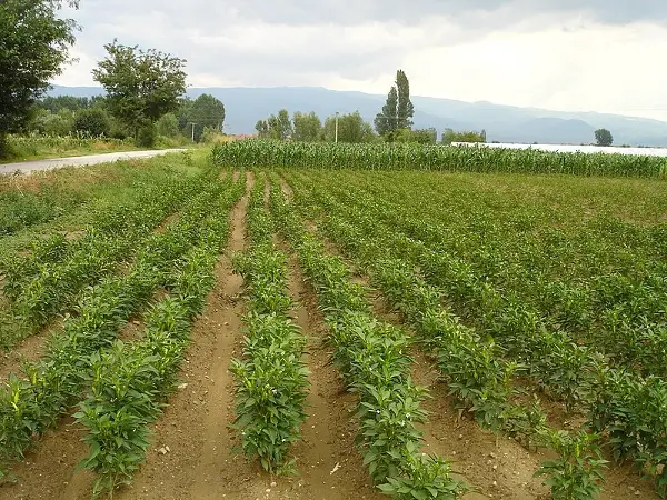 ОН покрена иницијатива за безбедно поминување на бродови низ Ормуската Теснина