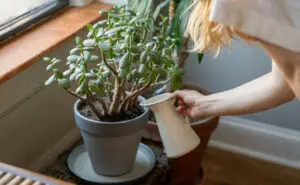 Идеално собно растение: Еве како да се грижите за красула – дрвото на парите