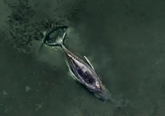 Не може да се спаси грбавиот кит, насукан во Балтикот- милијардер прашува: А на Месечината можеме? (ВИДЕО)