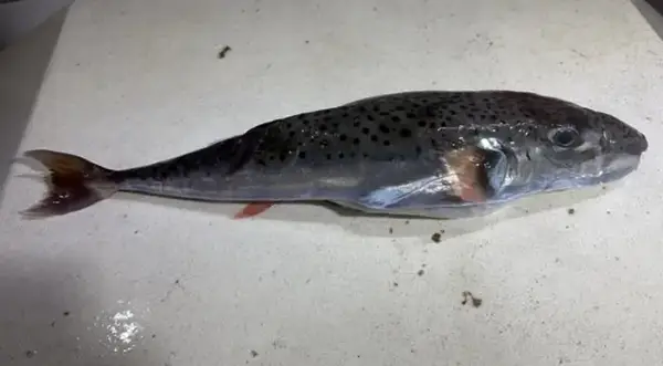 Смртоносна риба уловена кај Сплит: аларм за Јадранот