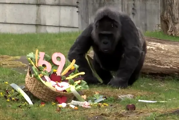 Најстарата горила во светот, Фату, го прослави својот 69-ти роденден