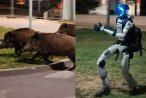 ВИДЕО: Урнебесно – Хуманоиден робот брка диви свињи во Варшава