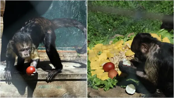 Велигденска трпеза во Скопската Зоолошка Градина (фото)