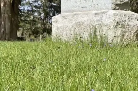 ЧУДО НА ПРИРОДАТА: Под гробишта откриен „град“ со 5,5 милиони пчели! (ВИДЕО)