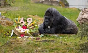 ФОТО | Фату, најстарата горила што живее во заробеништво во светот, го прослави 69. роденден