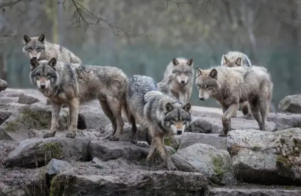 Исчезнаа повеќето волци од програмата за обнова на видот, дури и властите на Колорадо ги отстрелуваат 