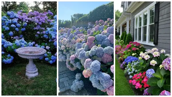 Мулчирање и уште 2 работи што треба да ги направите за да имате бујни хортензии во дворот