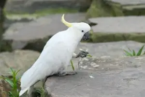 Зошто папагалите танцуваат на музика?