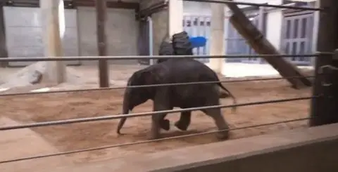 ВИДЕО: Отфрлена од мајката, ранета со цуцла  – Двомесечното слонче Лин за првпат во јавност