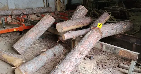 Запленети 19 метри кубни нелегално сечени дрва на територија на ОВР Делчево