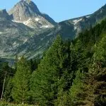 Забрзан раст на подмладокот на моликата на Пелистер