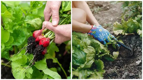 Градинарка ги руши сите митови: Кој зеленчук раѓа плодови за само 30 дена – совети злато вредни за секој двор