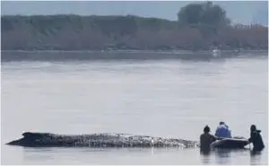 Милионери го финансираат последниот обид за спасување на насуканиот кит Тими во Германија