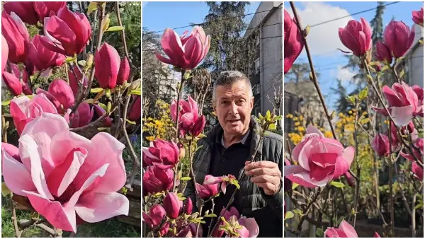 НАЈУБАВОТО ДРВО кое цвета до првиот мраз: Не бара посебна грижа и ја претвора обичната градина во ЛУКСУЗНА ОАЗА