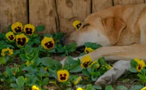 Ветеринарите предупредуваат: Внимавајте на милениците, ова се пет смртоносни пролетни растенија