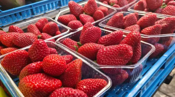 Јагодите можат да траат подолго со едноставен трик – важен е садот во кој се наоѓаат