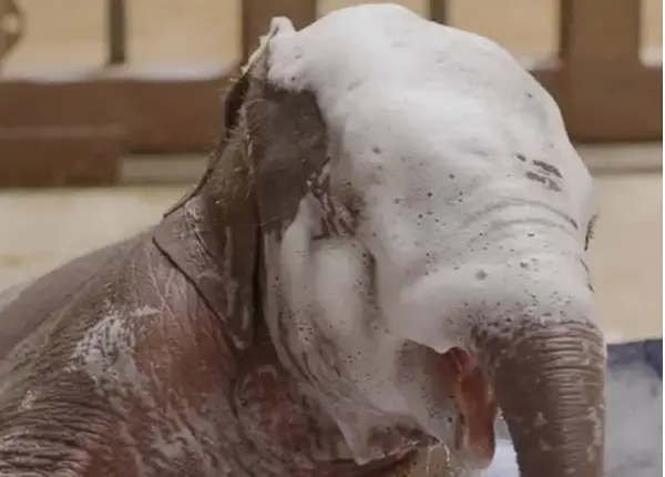 По 25 години се роди прво азиско слонче во зоолошката во Вашингтон (ВИДЕО)