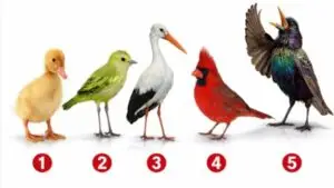 Што ве издвојува од другите? Тест на личноста открива каква е вашата енергија