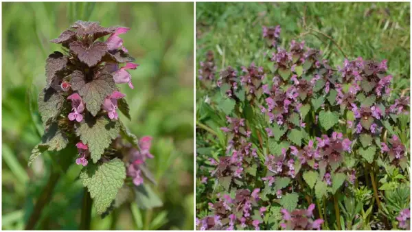 Се јаде, лекува и не пече: Црвената мртва коприва – заборавено богатство од природата