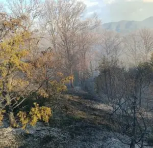 Пожар кај Арбанашко, Старо Нагоричане изгореа сува трева, смрека и дабова шума
