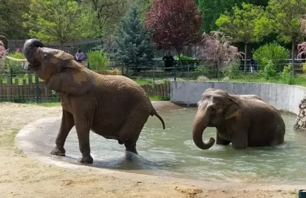 Зоолошката во Скопје полни 1 век, еве како сѐ почна