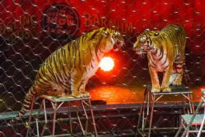 ВИДЕО | Инцидент во циркус во Русија – тигар скокна меѓу публиката за време на претставата