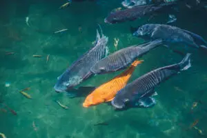 Кокаинот во реките и езерата го менува однесувањето на рибите, открива нова студија