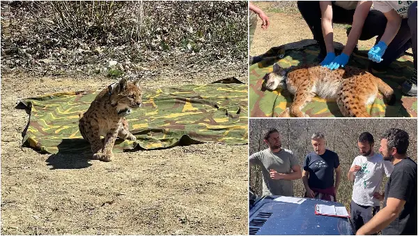 Приказната за рисицата Благица: новата хероина од македонските планини