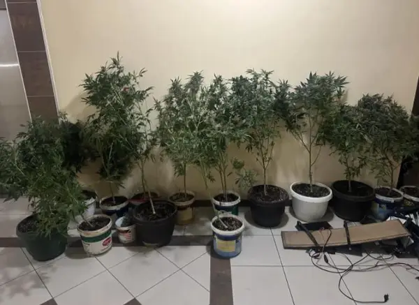 Претрес во Скопје, пронајдена дрога и насади со канабис, лишено од слобода едно лице