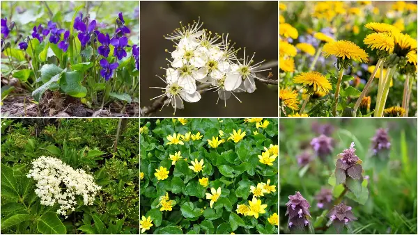 Не се само за во вазна: Овие цветови може да ги ставите во салата, од нив да направите слатко, ликер или сок