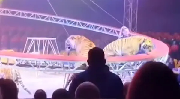 Тигар скокна меѓу гледачите во циркус во Русија (ВИДЕО)