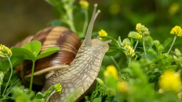 Полжавите ви ги уништуваат цвеќето и зеленчукот? Спасете се од нив засекогаш со една состојка од кујната