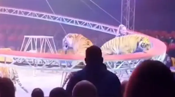 Видео: Тигар скокна во публика во циркус во Русија