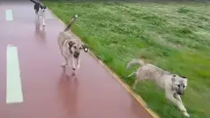 (Видео) Глутница кучиња напаѓаат минувачи на Кејот на Вардар