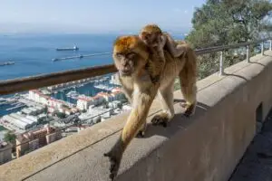 Мајмуни на Гибралтар јадат земја поради туристите, научници ја открија причината