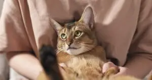 Ветеринар предупредува – aко мачката го испушта овој звук, веднаш реагирајте