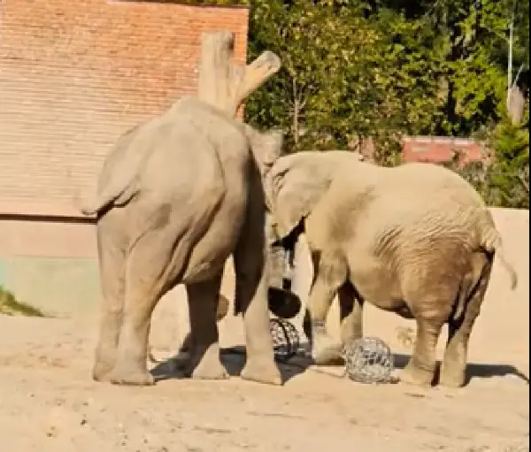 Средношколци фрлале камења кон слоницата во Зоолошка, реагира вработен